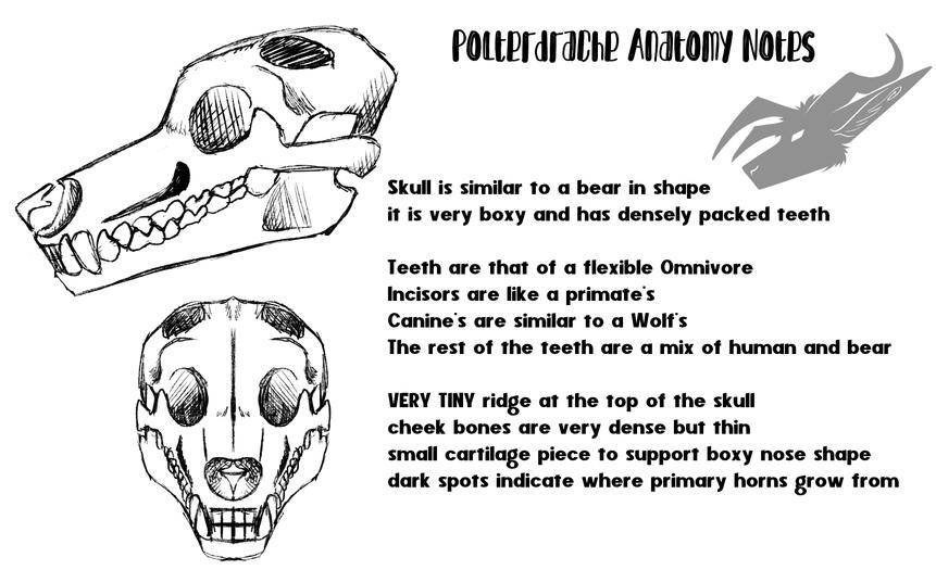 Skull Notes